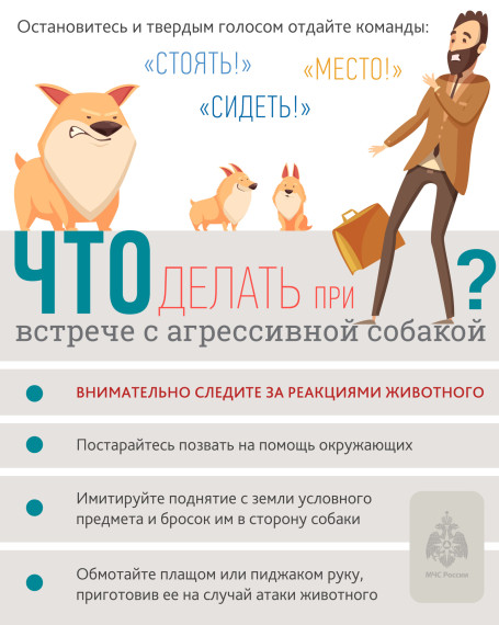Агрессивная собака. Агрессивная собака.